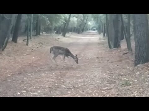 Webcam di Lidi Ferraresi: Scopri la Bellezza della Costa Adriatica