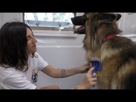 I migliori negozi per animali a Ravenna